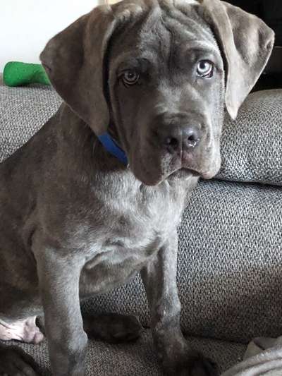 Hundetreffen-Spiel Freunde gesucht-Bild