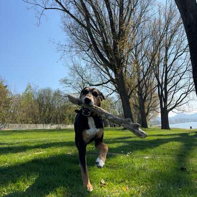 Hundetreffen-Gemeinsame Gassi-Runden in Königswinter-Bild