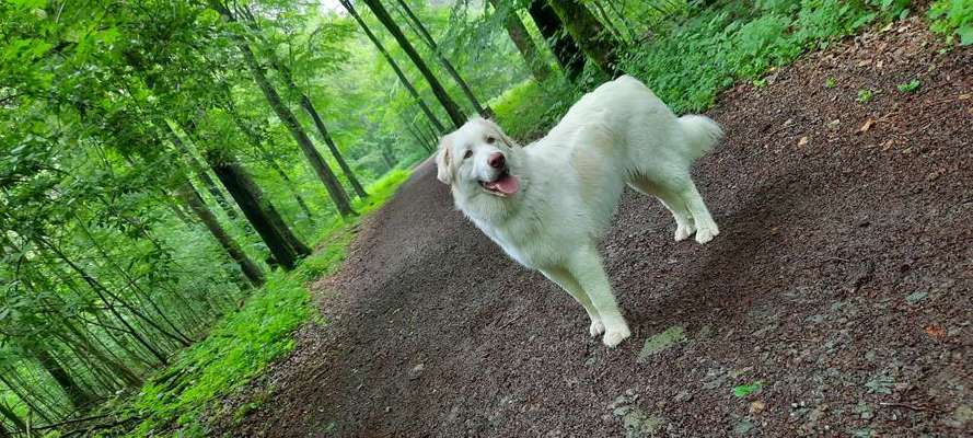 Hundetreffen-Hi, suche für Bianco einen Spielbuddy. Gerne spätnachmittags-Bild