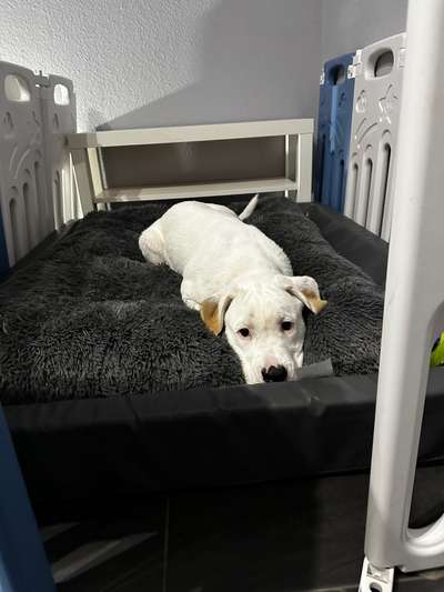 Hundetreffen-Spielt treffen / Spazier geh treffen-Bild