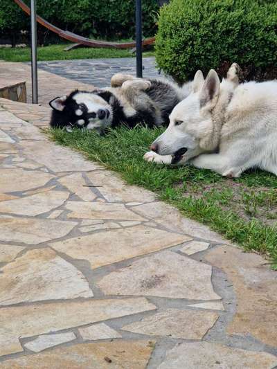 Hundetreffen-Trainig und Spiel-Bild