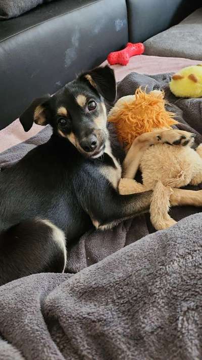 Hundetreffen-Neue Freunde finden-Bild