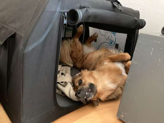 Foto Challenge Thema "Gummihund😁"-Beitrag-Bild