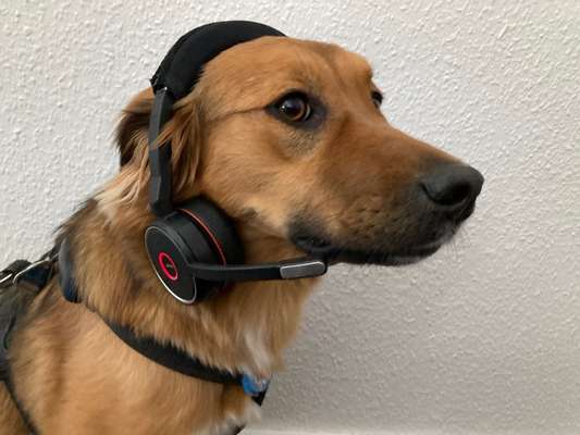 Dogorama Photo Challenge - Berufswahl-Beitrag-Bild