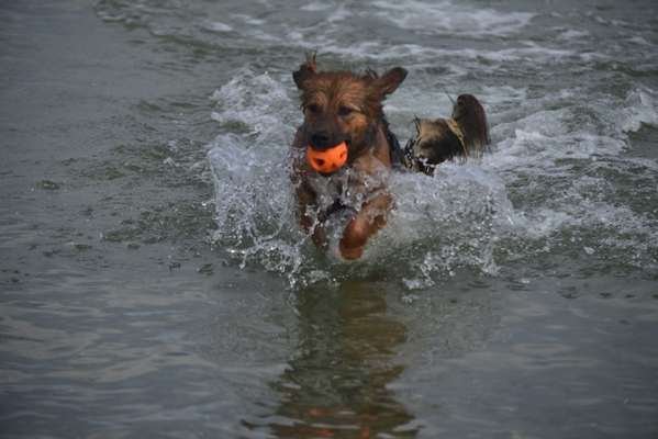 61. Handyfotochallenge - der springende Hund-Beitrag-Bild