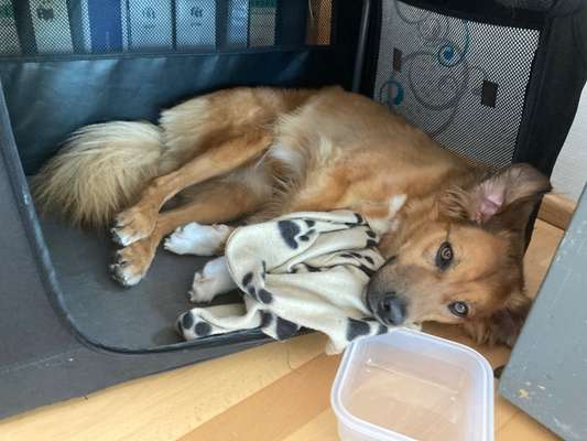 63. Handyfotochallenge   * Nase dran ! *-Beitrag-Bild