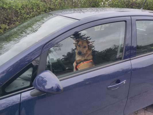 Spitzname(n) Deines Hundes-Beitrag-Bild