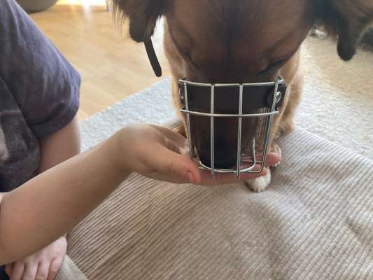 Wie sitzt mein Maulkorb / Maulkorb-Beratung-Beitrag-Bild