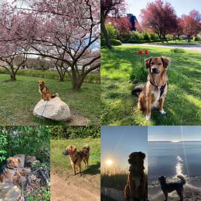 52. Collagenchallenge: Dein Hund im Sonnenschein-Beitrag-Bild