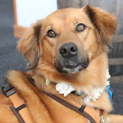 Hundekostüme zu Karneval oder Halloween.-Beitrag-Bild