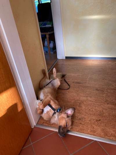 Dogorama Photo Challenge - Zeigt her eure Bäuche-Beitrag-Bild