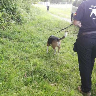 Mantrailing - wer hat damit Erfahrung ?-Beitrag-Bild