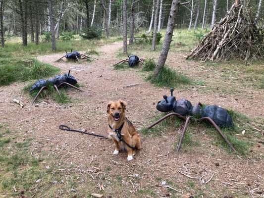 Foto -Challenge  Thema : Dein Hund Im Wald-Beitrag-Bild