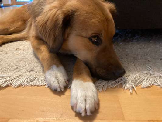 Dogorama Photo Challenge - Details Ganz nah-Beitrag-Bild