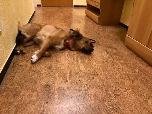 Spitzname(n) Deines Hundes-Beitrag-Bild