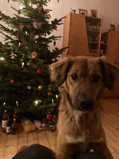 Hunde Porträt (Portrait) Galerie....-Beitrag-Bild