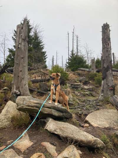 149. Foto Challenge: Wer ist hier der Boss!-Beitrag-Bild