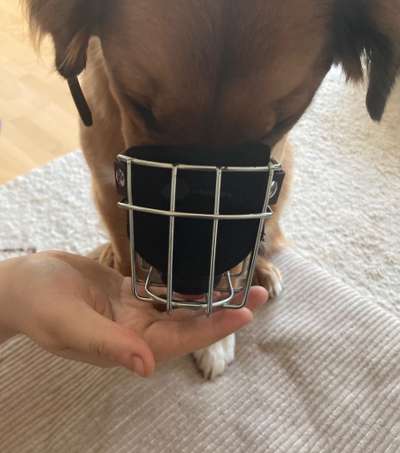 Wie sitzt mein Maulkorb / Maulkorb-Beratung-Beitrag-Bild