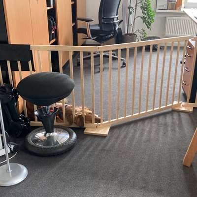 Bürohund in Box-Beitrag-Bild