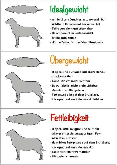 Hund zu dick?-Beitrag-Bild