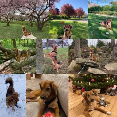 55.Fotocollagen  Challenge  4 Jahreszeiten-Beitrag-Bild