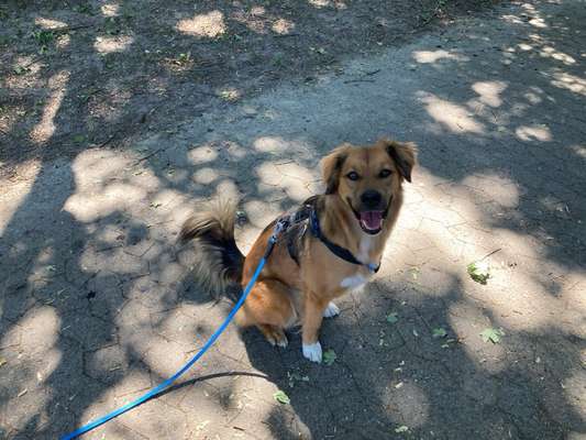 Wie heißt dein Hund?-Beitrag-Bild