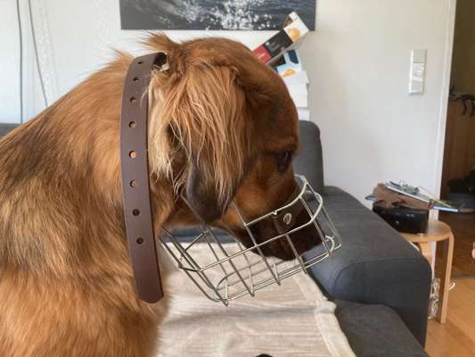 Wie sitzt mein Maulkorb / Maulkorb-Beratung-Beitrag-Bild