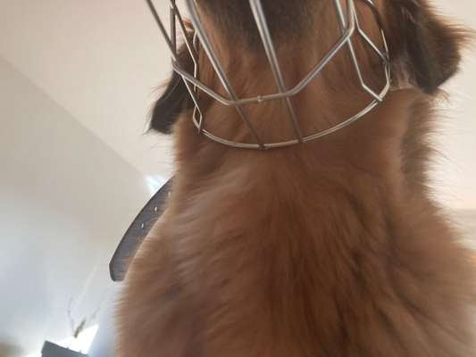 Wie sitzt mein Maulkorb / Maulkorb-Beratung-Beitrag-Bild