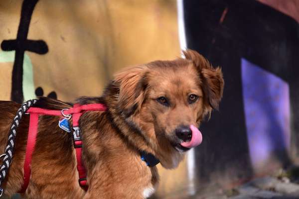 Hunde Porträt (Portrait) Galerie....-Beitrag-Bild