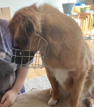 Wie sitzt mein Maulkorb / Maulkorb-Beratung-Beitrag-Bild