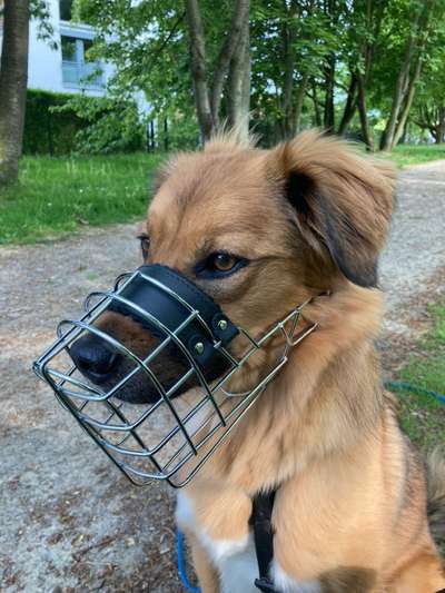 Spitzname(n) Deines Hundes-Beitrag-Bild