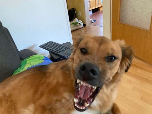 Fotowettbewerb ,,mein gruseliger Hund"-Beitrag-Bild