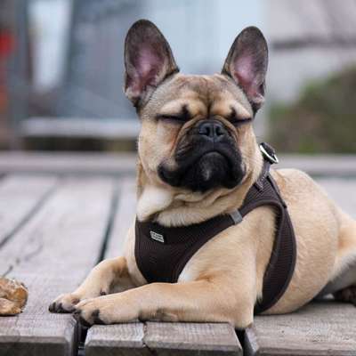 Dogorama Photo Challenge - Hundeblick zum hinschmelzen-Beitrag-Bild