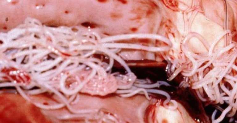 Wurmkur Hund-Beitrag-Bild