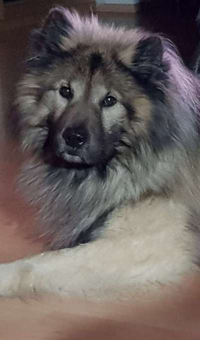 Eurasier-Beitrag-Bild