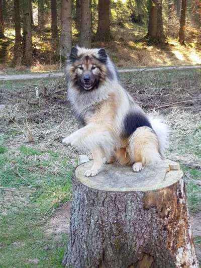Eurasier hier?-Beitrag-Bild