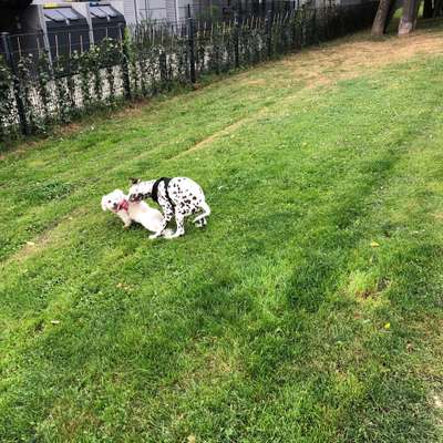 Hundetreffen-Die Spielgefährten-Bild