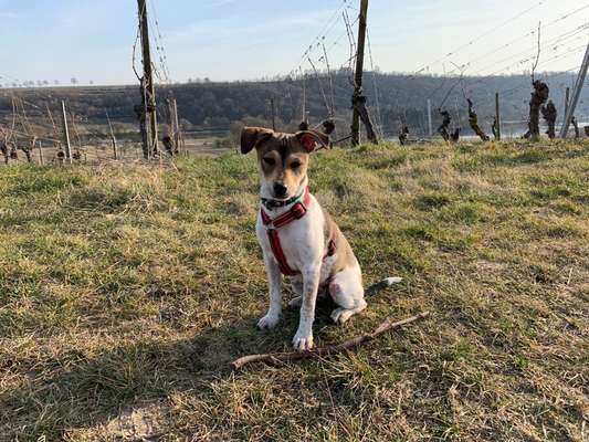 Wie heißt dein Hund?-Beitrag-Bild