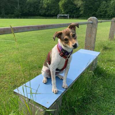 Hundetreffen-Treffen zum Gassi gehen, wandern, trainieren und natürlich spielen-Bild