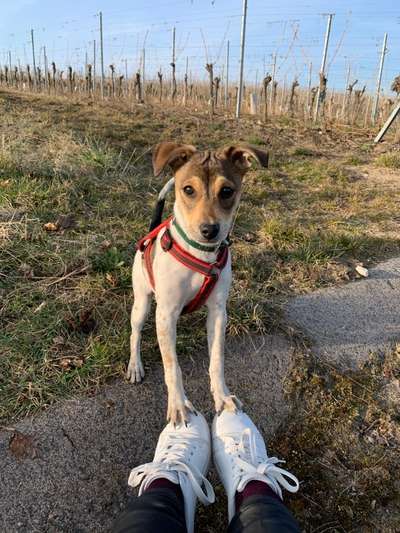 Welpen Bilder !-Beitrag-Bild