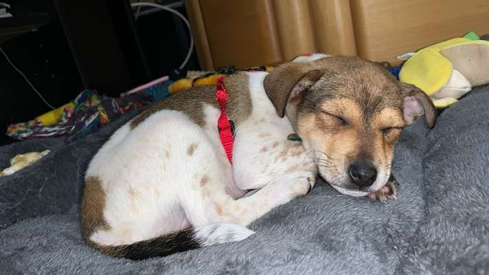 Welpen Bilder !-Beitrag-Bild