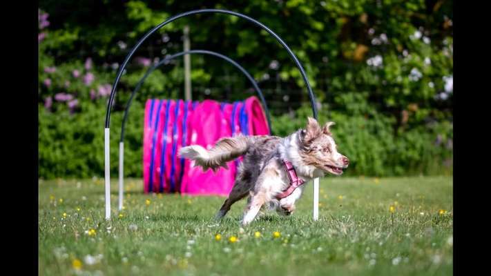 Die Dogorama Wochen Challenge-Beitrag-Bild