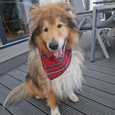Giftköder-Hund mit Frostschutzmittel vergiftet-Bild
