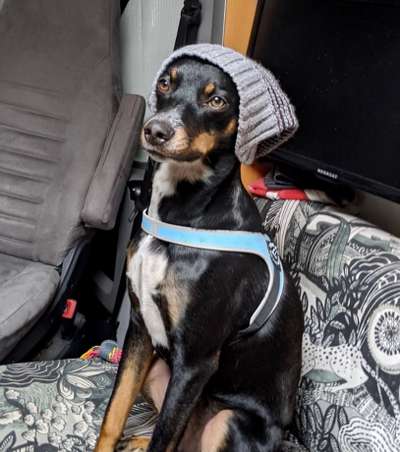 Die Dogorama Wochen Challenge-Beitrag-Bild