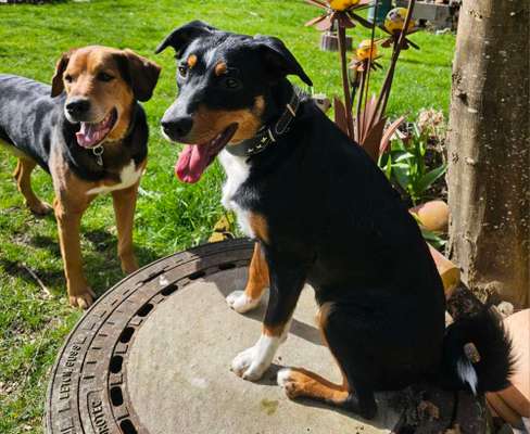 Appenzeller Sennenhunde-Beitrag-Bild