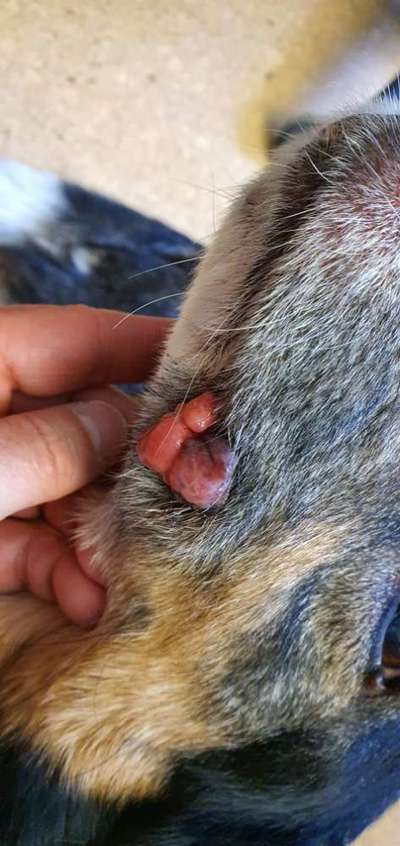 Wucherung an der Lefze-Beitrag-Bild