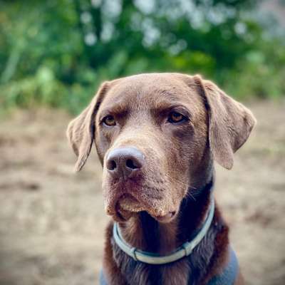 Hundetreffen-Einfach nur spazieren gehen mit unsern Fellnasen.-Bild