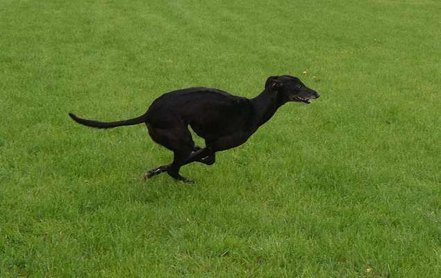 Challenge Nr. 16         Dynamik - Dein Hund in Bewegung-Beitrag-Bild