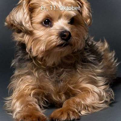 Lieblingsbild von euren Hunden?-Beitrag-Bild