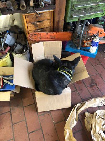 141. FOTO CHALLENGE 
Reisende soll man nicht aufhalten-Beitrag-Bild